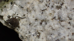 Orgerius
