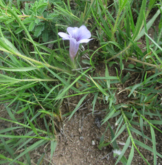 Ruelliopsis setosa