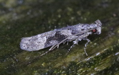 Coleotechnites atrupictella