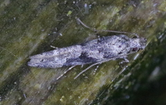 Coleotechnites atrupictella