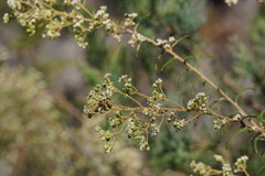 Astrotricha asperifolia