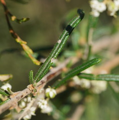 Astrotricha asperifolia