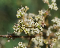 Astrotricha asperifolia