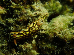 Hypselodoris jacksoni