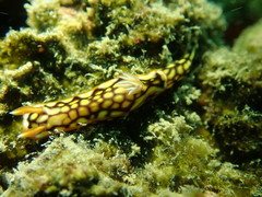 Hypselodoris jacksoni