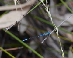 Austroagrion cyane