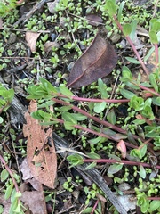Tracheophyta