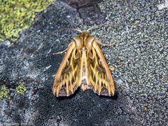 Ichneutica oliveri