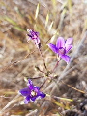 Brodiaea kinkiensis