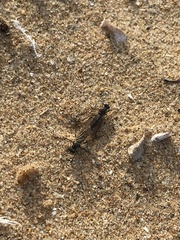 Anabarhynchus maritimus