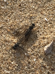 Anabarhynchus maritimus