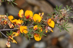 Pultenaea pedunculata