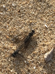 Anabarhynchus maritimus