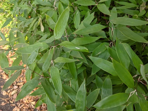 Shibataea kumasasa, photograph 1