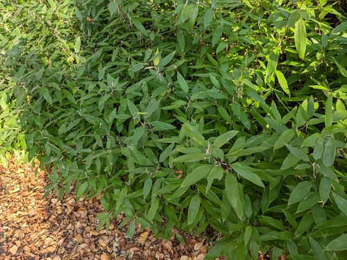 Shibataea kumasasa, photograph 2