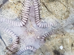 Astropecten verrilli
