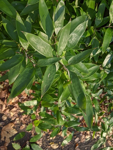 Shibataea kumasasa, photograph 4