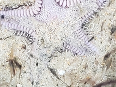 Astropecten verrilli