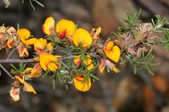 Pultenaea pedunculata
