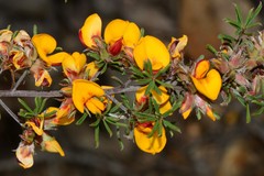 Pultenaea pedunculata