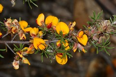 Pultenaea pedunculata