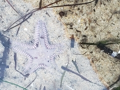 Astropecten verrilli