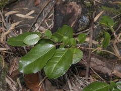 Azara petiolaris