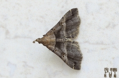 Erebidae