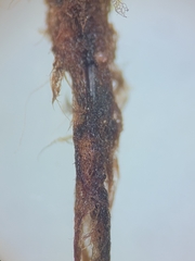 Rhizomnium pseudopunctatum