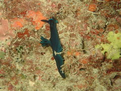 Tambja caeruleocirrus