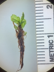 Rhizomnium pseudopunctatum