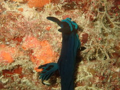 Tambja caeruleocirrus