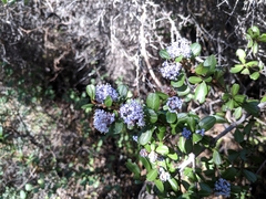 Ceanothus cuneatus ramulosus