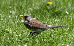 Turdus pilaris