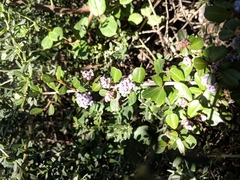 Ceanothus cuneatus ramulosus