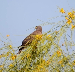 Rupornis magnirostris