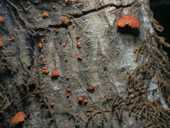 Anthracophyllum discolor