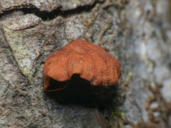 Anthracophyllum discolor