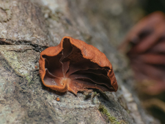 Anthracophyllum discolor