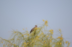 Rupornis magnirostris