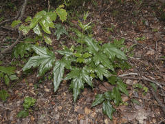 Knowltonia moorei