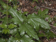 Knowltonia moorei