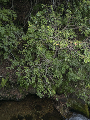 Azara integrifolia