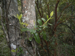 Hydrangea serratifolia