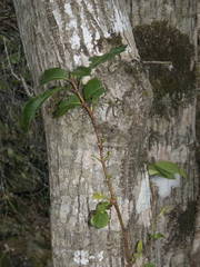 Hydrangea serratifolia