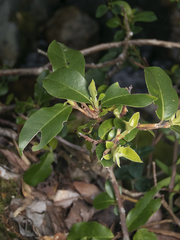 Hydrangea serratifolia