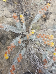 Acmispon argophyllus adsurgens