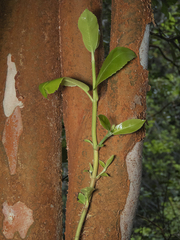 Hydrangea serratifolia