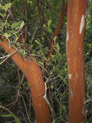 Hydrangea serratifolia