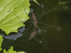 Aquarius chilensis